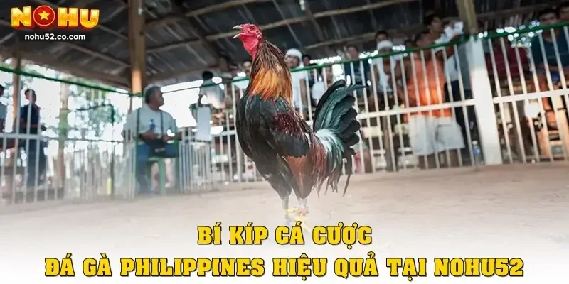 Trải Nghiệm Đá Gà Philippines Chuẩn Quốc Tế Tại Nohu52