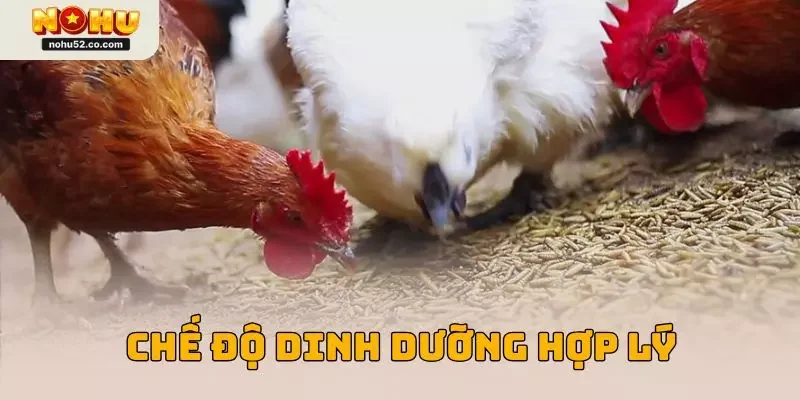 Bí Quyết Chăm Sóc Gà Chọi Chuẩn Được Chuyên Gia Nohu52 Hé Lộ