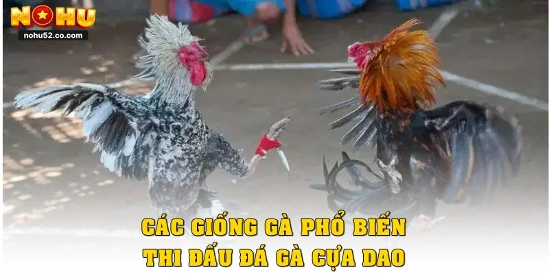 Bí Quyết Chơi Đá Gà Cựa Dao Chuẩn Cao Thủ Tại Nohu52