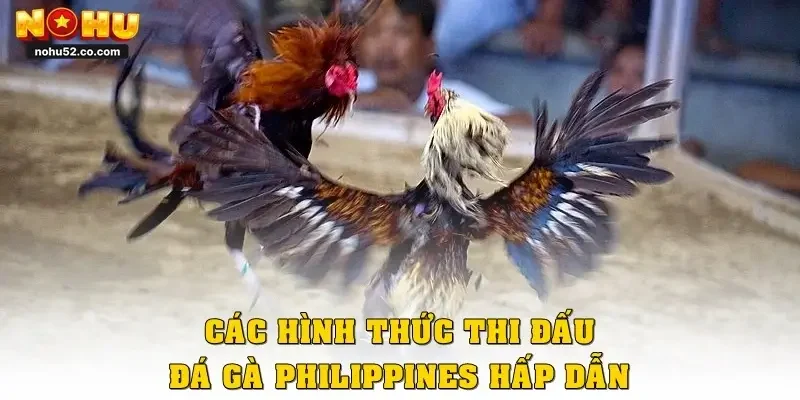 Trải Nghiệm Đá Gà Philippines Chuẩn Quốc Tế Tại Nohu52