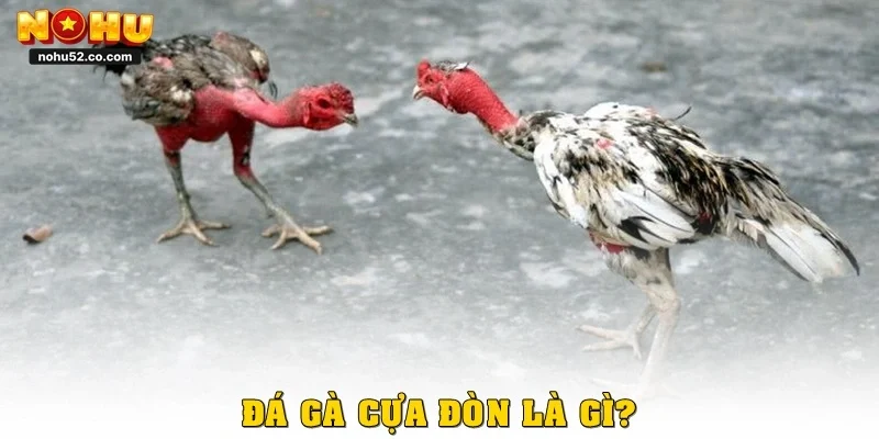 Khám Phá Đá Gà Cựa Đòn, Gay Cấn Từng Phút Tại Nohu52