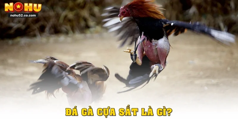 Trải Nghiệm Đá Gà Cựa Sắt Đỉnh Cao Cùng Nhà Cái Nohu52