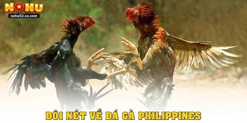 Trải Nghiệm Đá Gà Philippines Chuẩn Quốc Tế Tại Nohu52