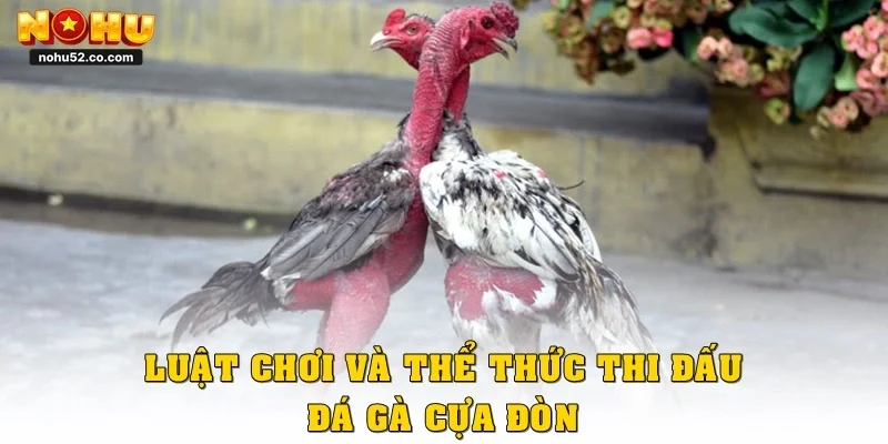 Khám Phá Đá Gà Cựa Đòn, Gay Cấn Từng Phút Tại Nohu52