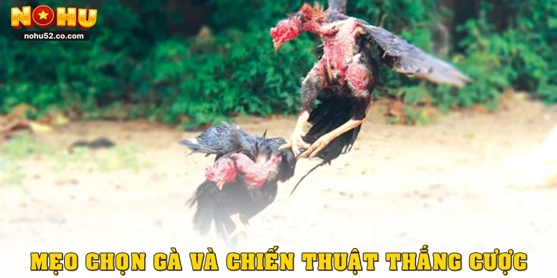 Khám Phá Đá Gà Cựa Đòn, Gay Cấn Từng Phút Tại Nohu52