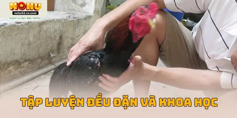 Bí Quyết Chăm Sóc Gà Chọi Chuẩn Được Chuyên Gia Nohu52 Hé Lộ