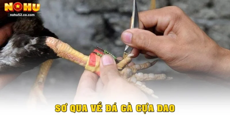 Bí Quyết Chơi Đá Gà Cựa Dao Chuẩn Cao Thủ Tại Nohu52