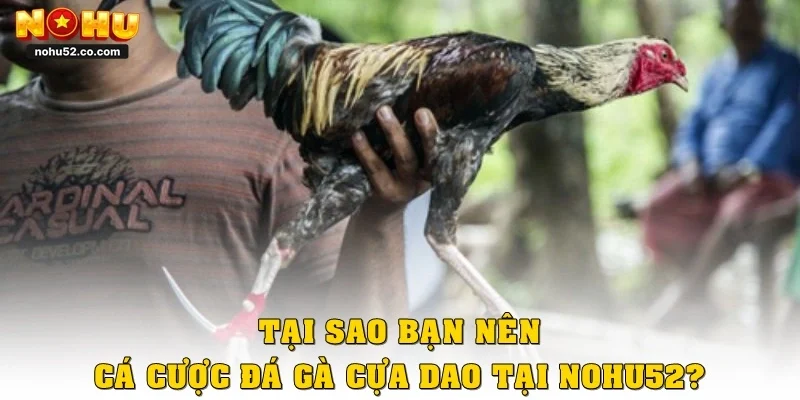 Bí Quyết Chơi Đá Gà Cựa Dao Chuẩn Cao Thủ Tại Nohu52