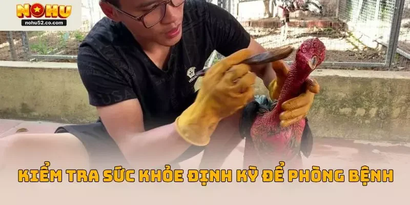 Bí Quyết Chăm Sóc Gà Chọi Chuẩn Được Chuyên Gia Nohu52 Hé Lộ