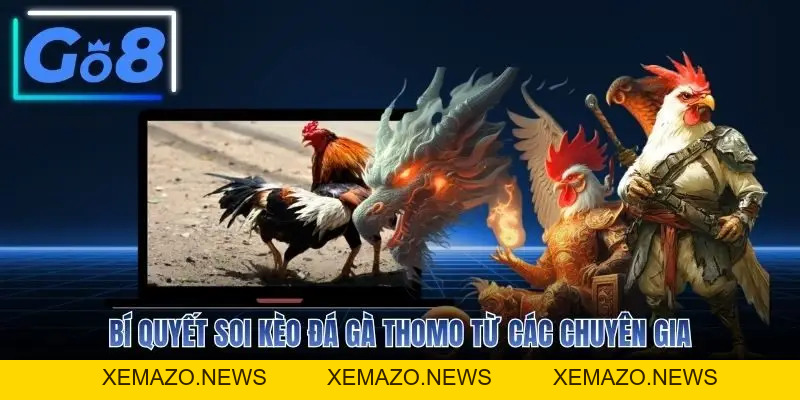 Đá Gà Thomo Trực Tiếp Campuchia Tỷ Lệ Hoàn Trả 1.5%